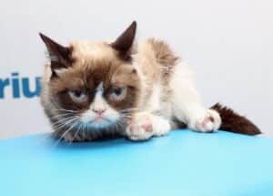 Grumpy Cat Has Died